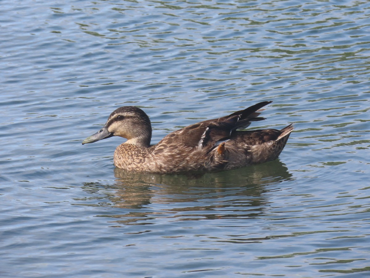 Pacific Black Duck/Mallard - ML644673064