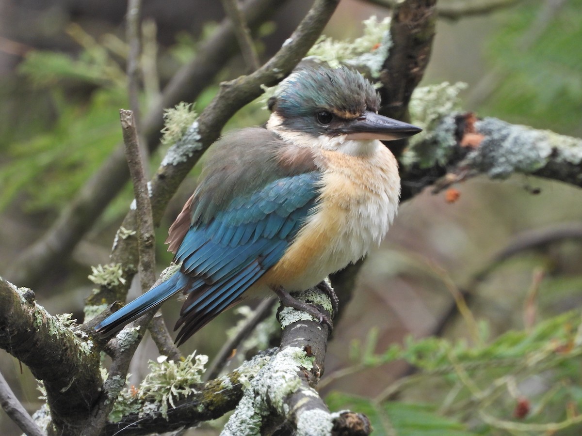 Sacred Kingfisher (Australasian) - ML644673065
