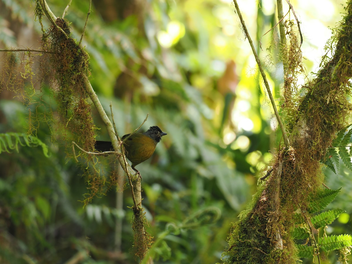 Large-footed Finch - ML644673067