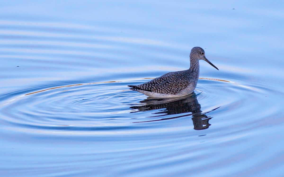 ביצנית עקודה - ML644673081