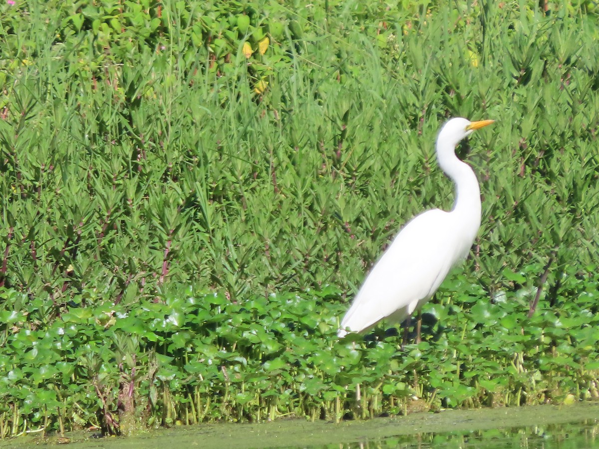 Yellow-billed Egret - ML644673082