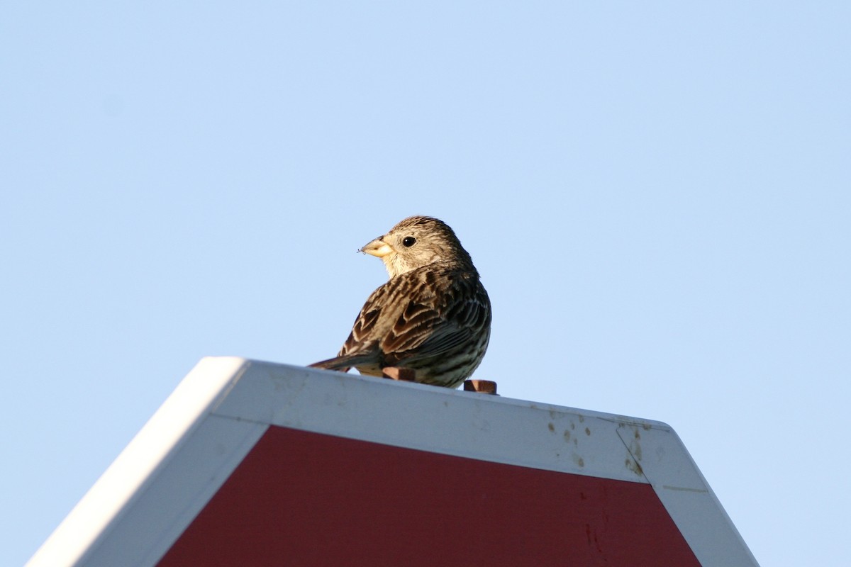 Strillozzo - ML644673091