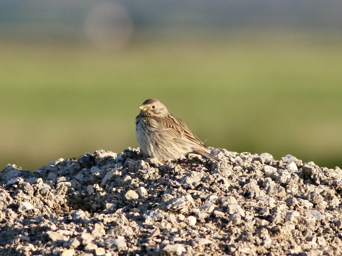 Strillozzo - ML644673092