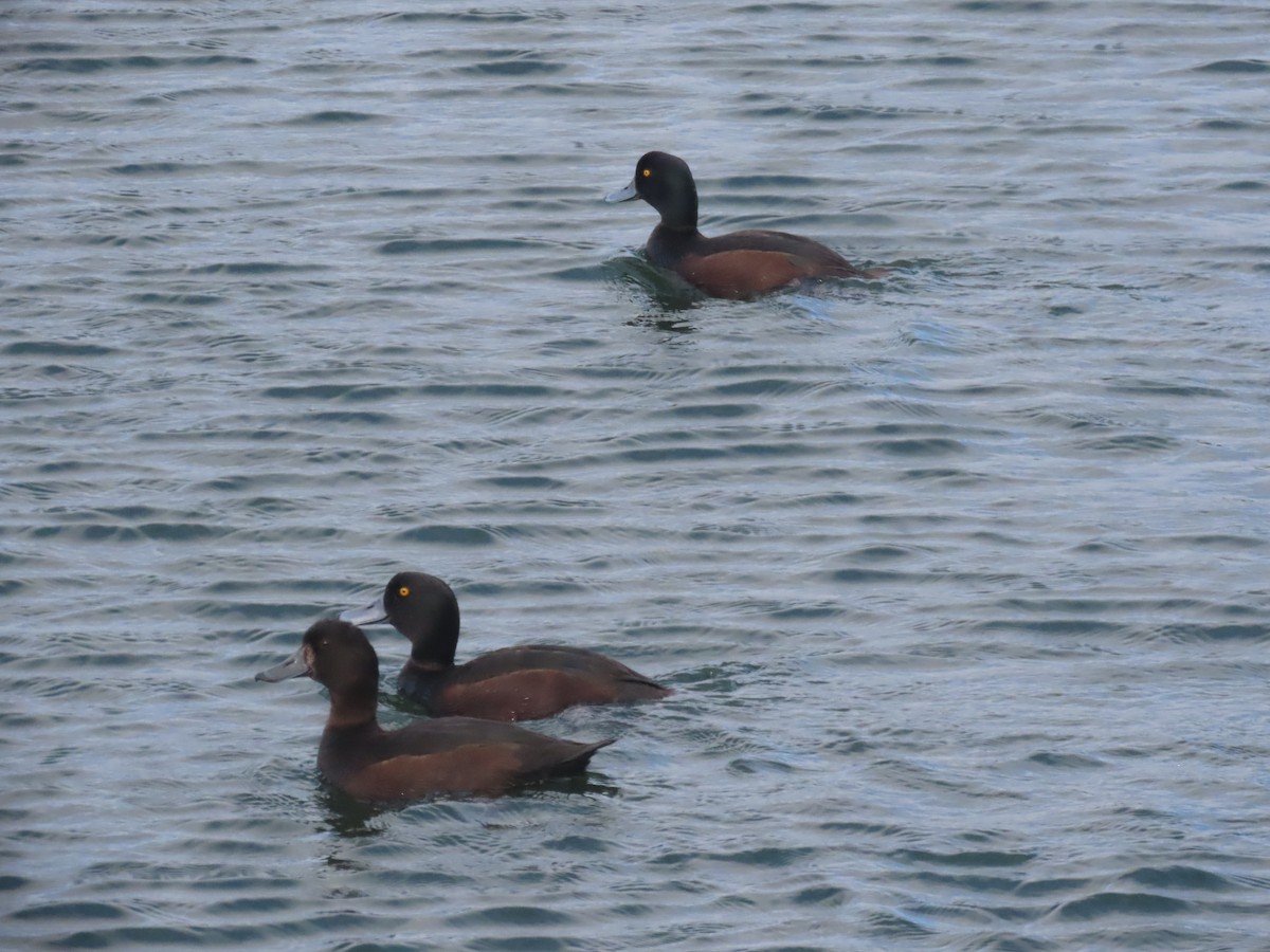 New Zealand Scaup - ML644673093