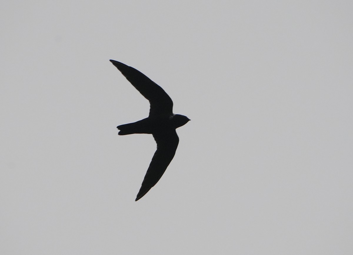 White-collared Swift - ML644673094