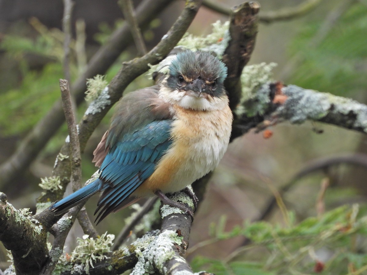Sacred Kingfisher (Australasian) - ML644673095