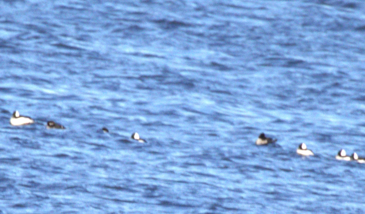 Гоголь-головастик - ML644673100