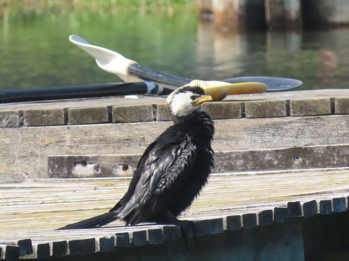 Little Pied Cormorant - ML644673103