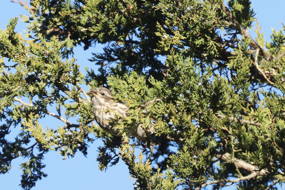 hýl nachový - ML644673104