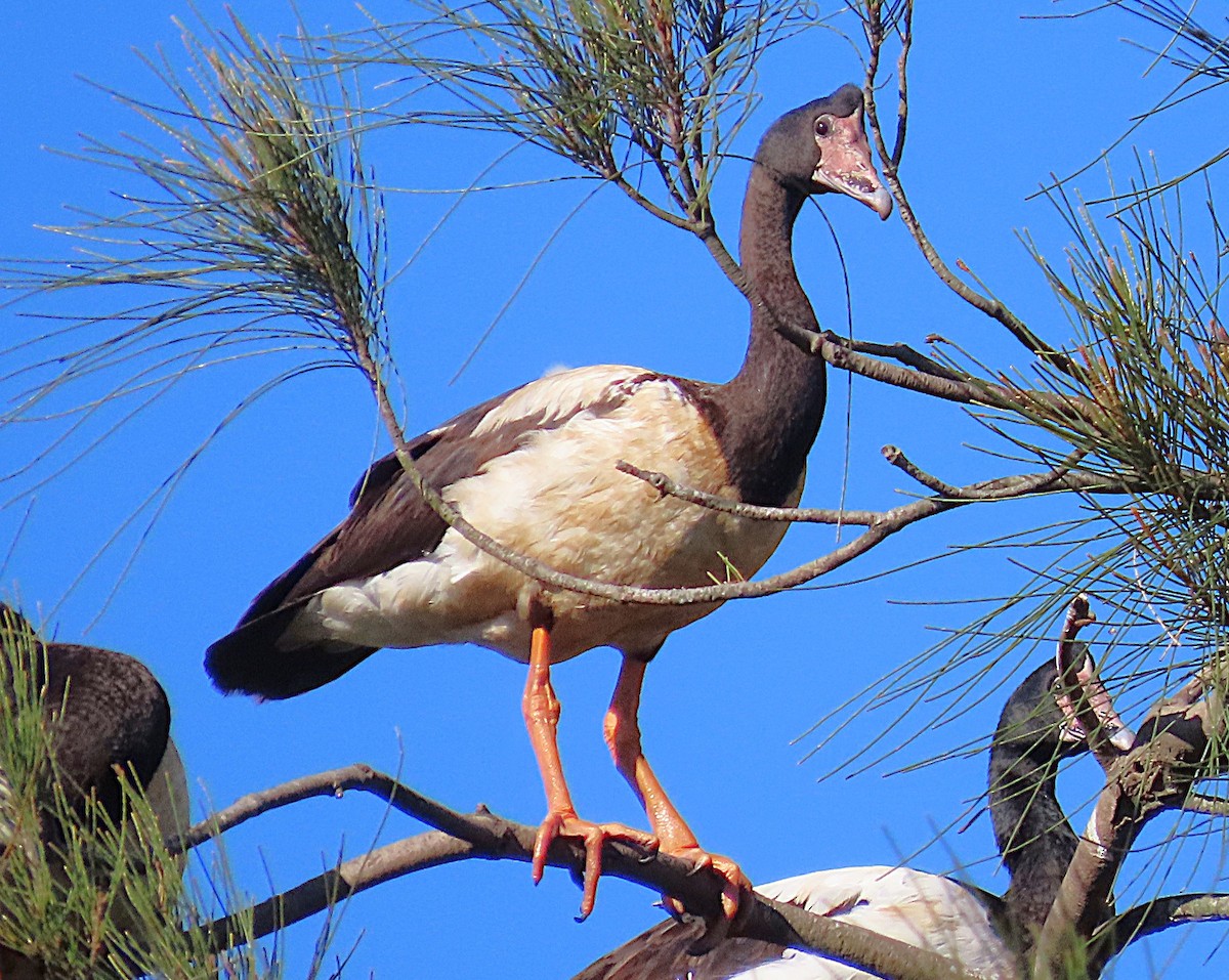 skjæregås - ML644673105