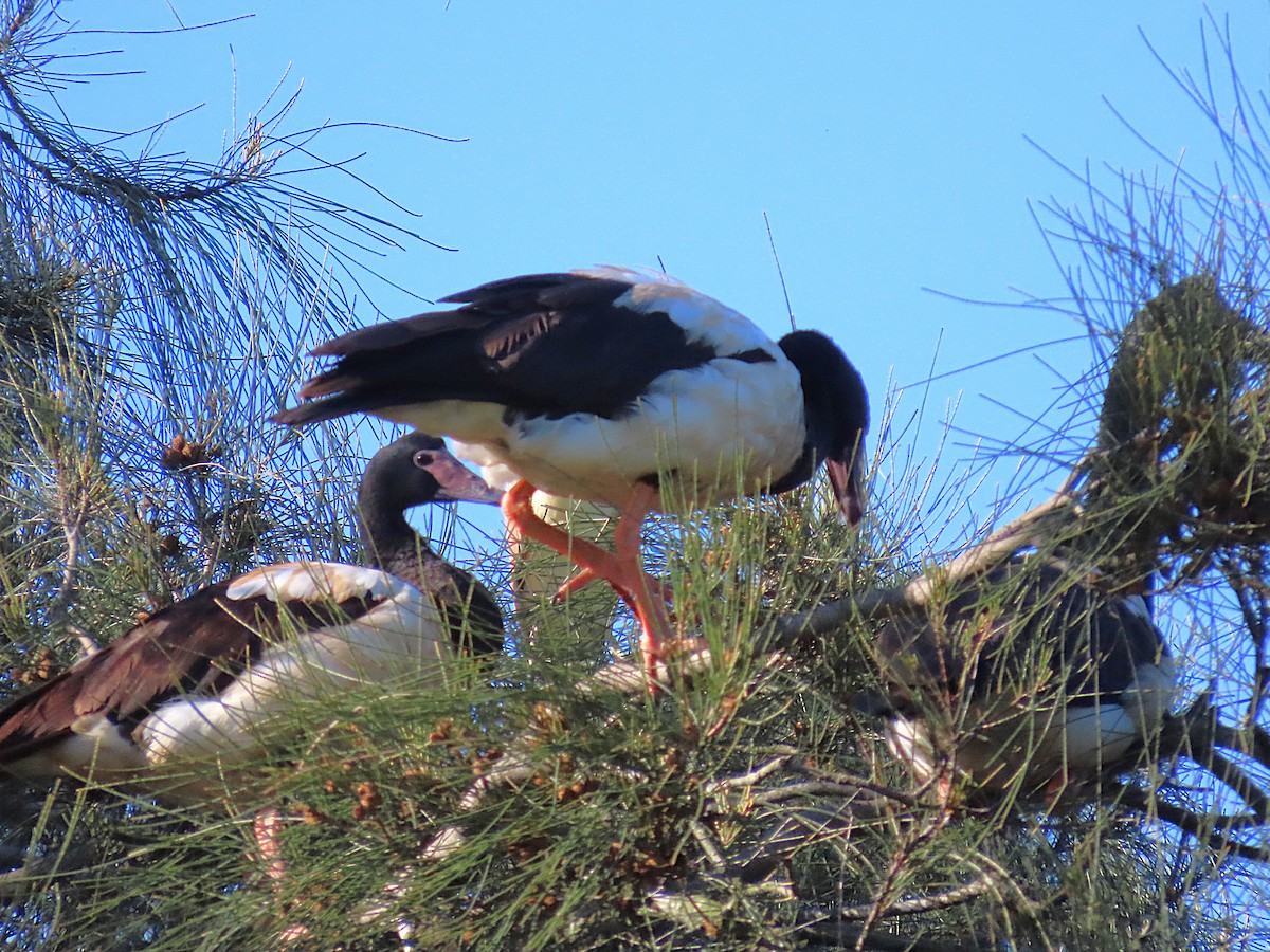 skjæregås - ML644673106