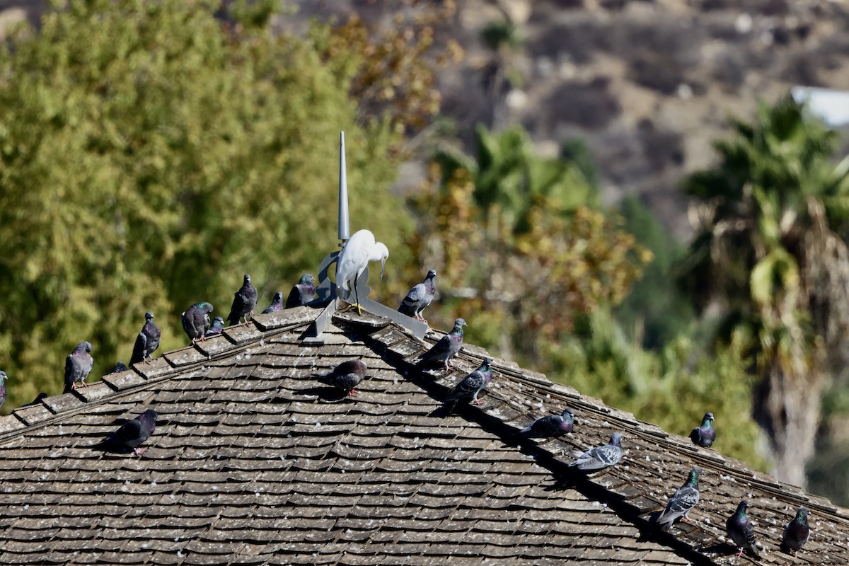 יונת בית - ML644673109