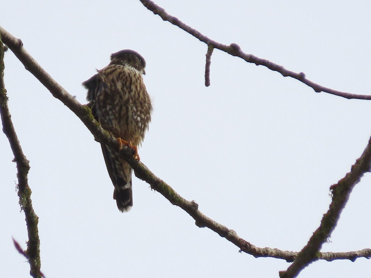 Merlin - ML644673110