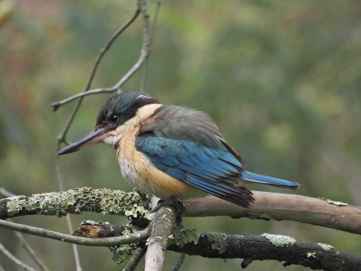 Sacred Kingfisher (Australasian) - ML644673111