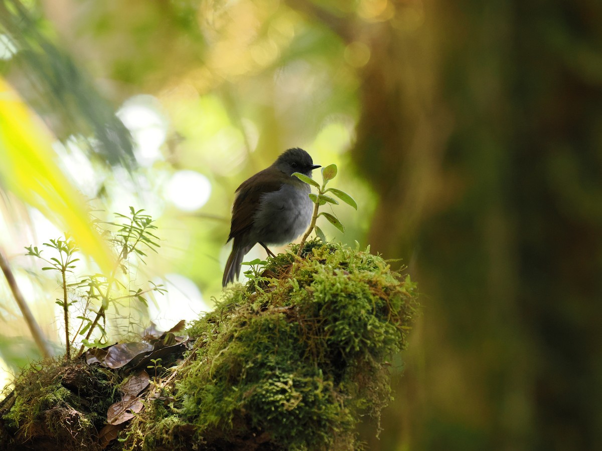 Black-billed Nightingale-Thrush - ML644673115