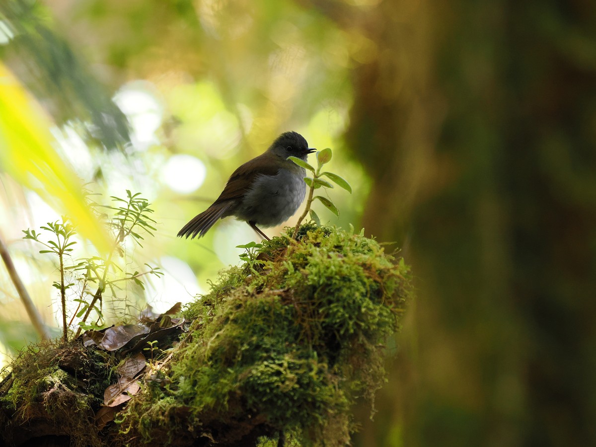 Black-billed Nightingale-Thrush - ML644673130