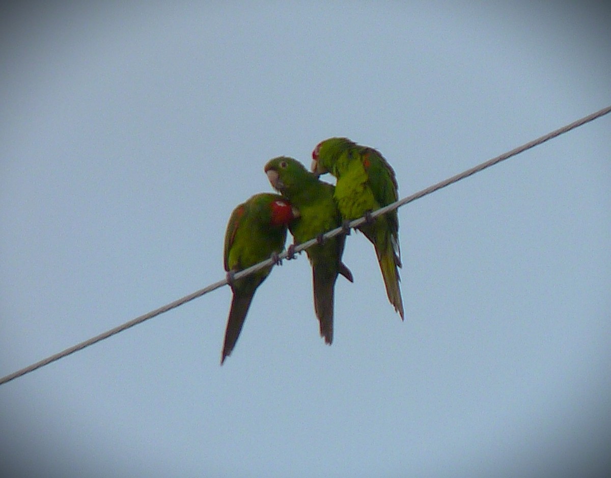 Red-masked Parakeet - ML644673137