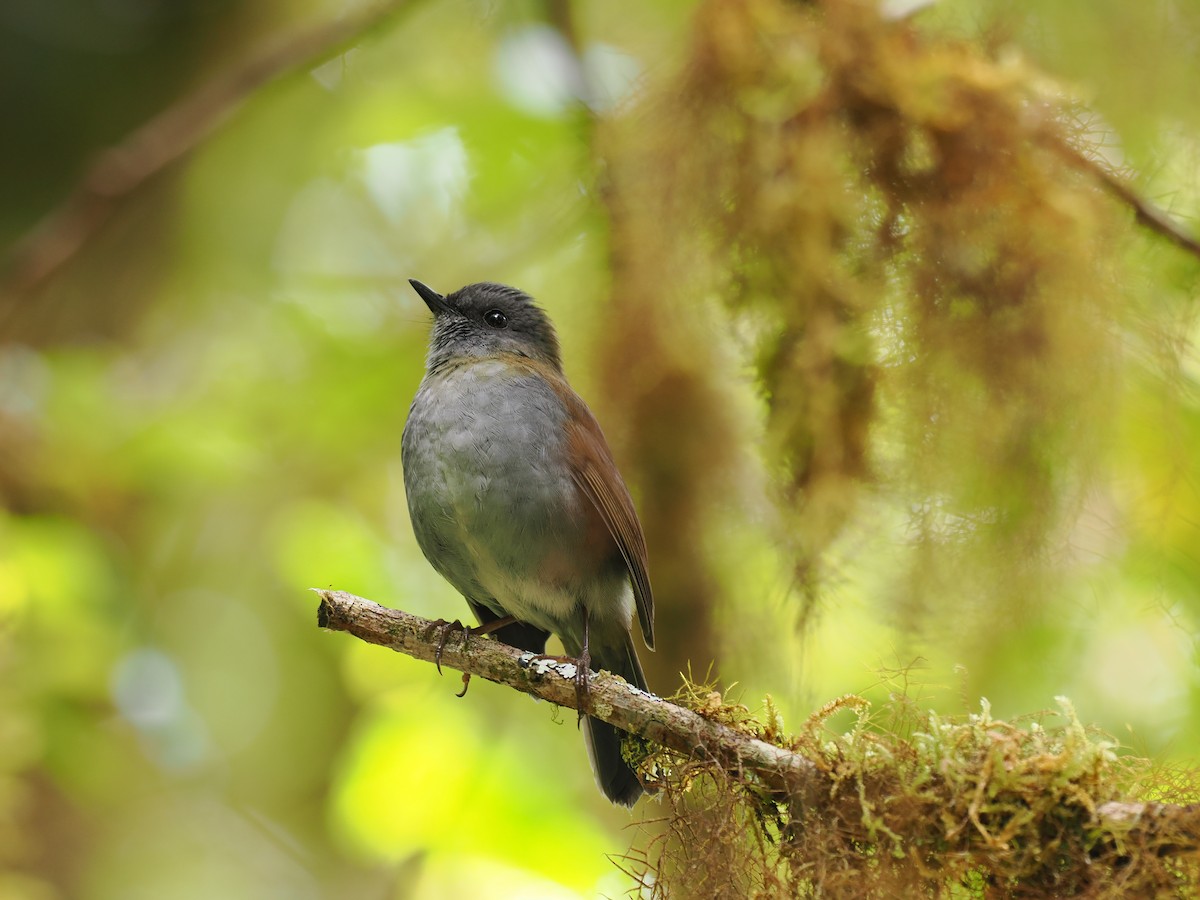 Black-billed Nightingale-Thrush - ML644673140
