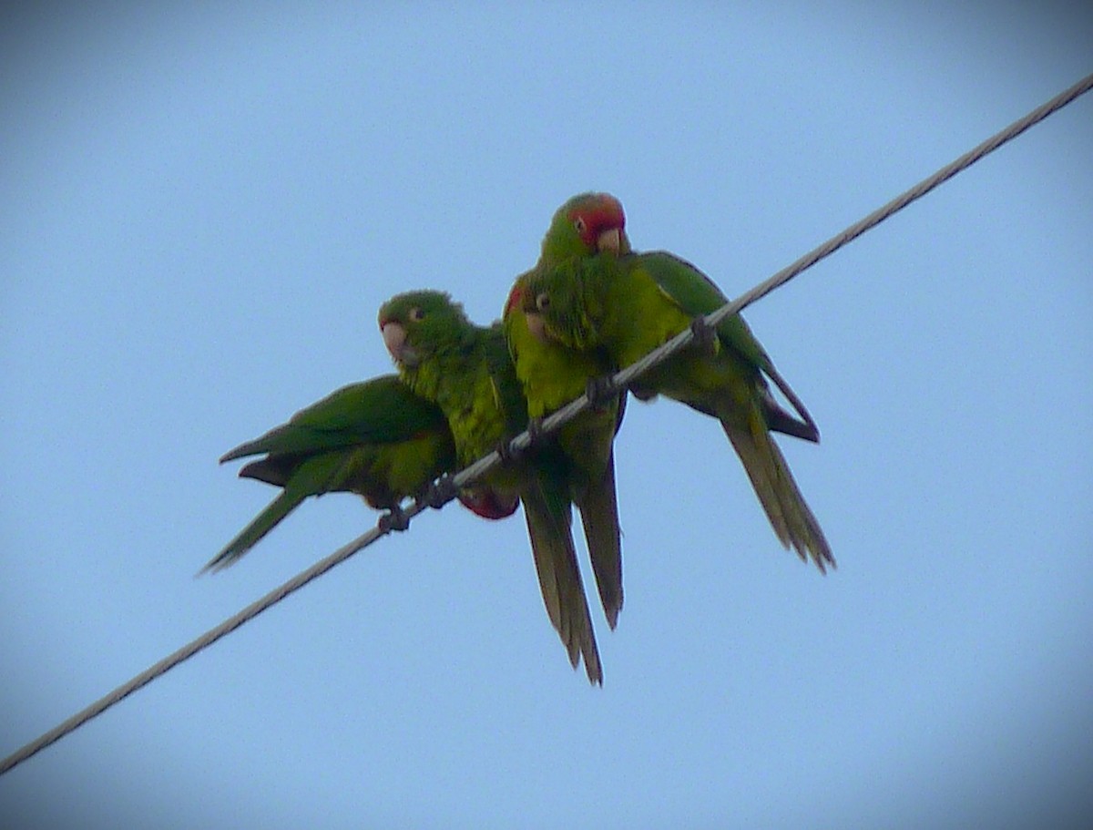 Red-masked Parakeet - ML644673141