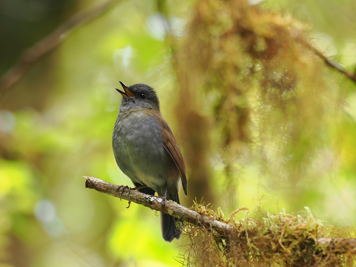 Black-billed Nightingale-Thrush - ML644673142