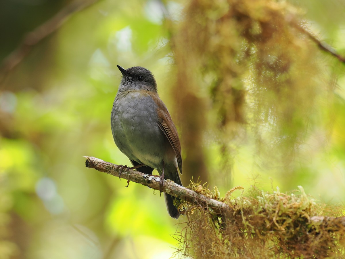 Black-billed Nightingale-Thrush - ML644673145