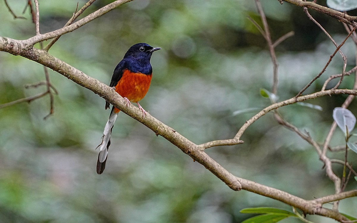 White-rumped Shama - ML644673150