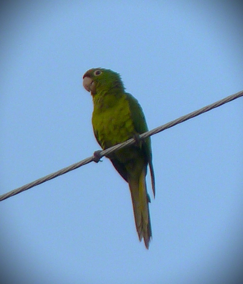Red-masked Parakeet - ML644673154