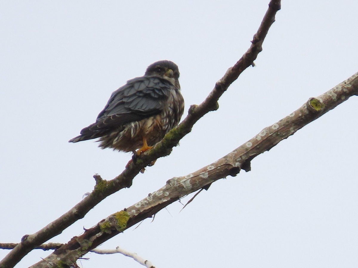 Merlin - ML644673156