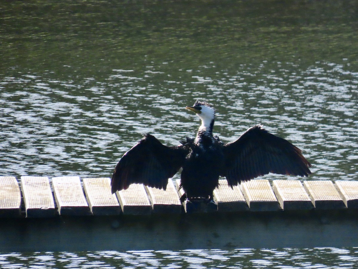 Little Pied Cormorant - ML644673158