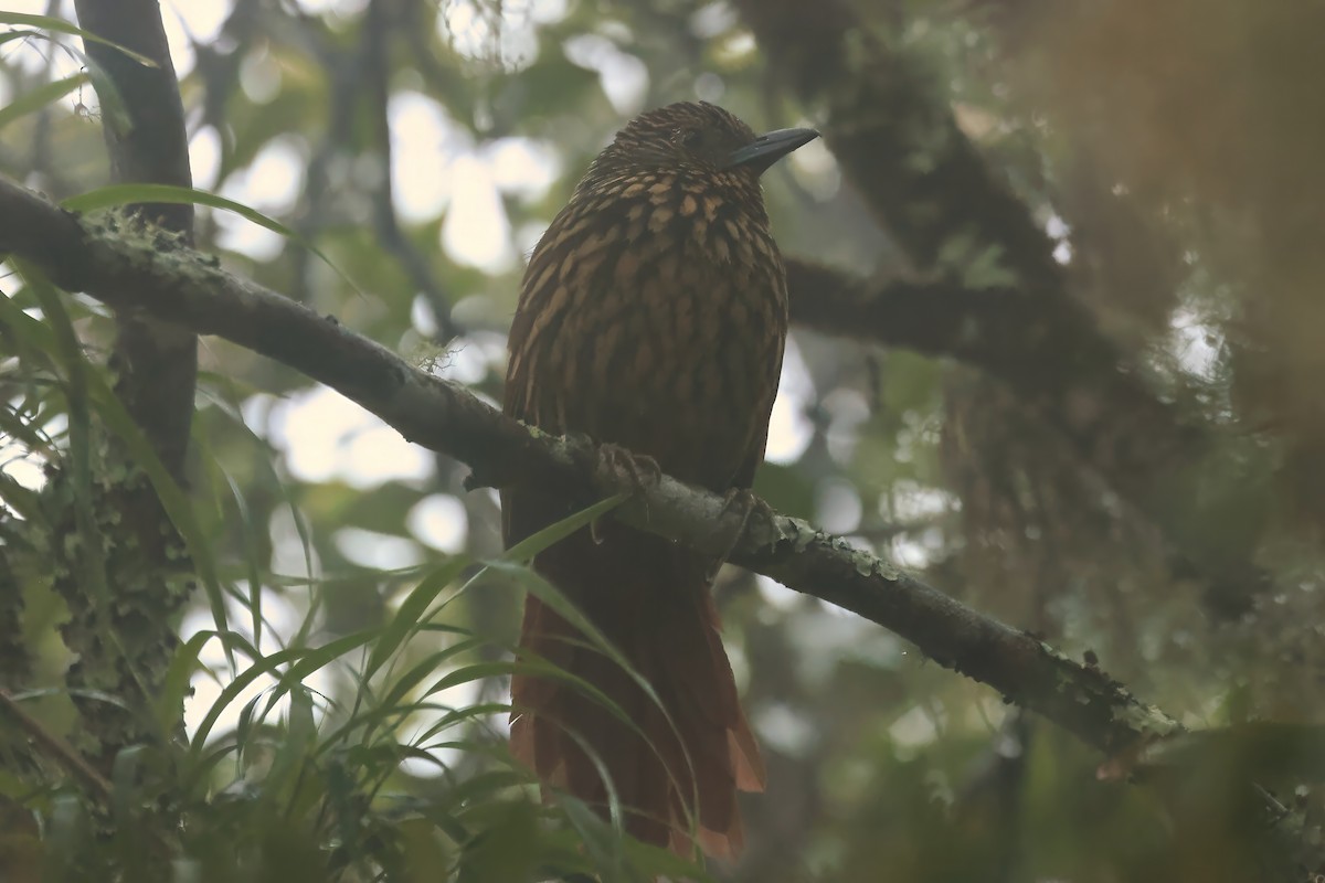 Flammulated Treehunter - ML644673160