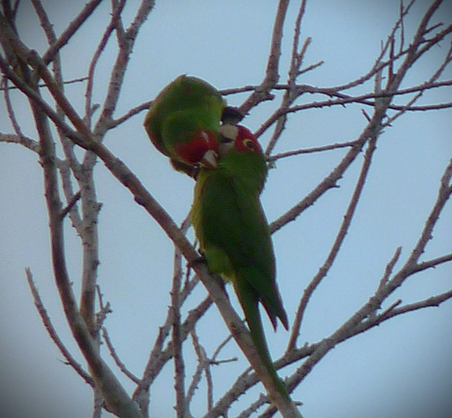 Red-masked Parakeet - ML644673166