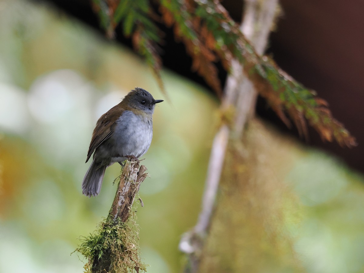 Black-billed Nightingale-Thrush - ML644673167