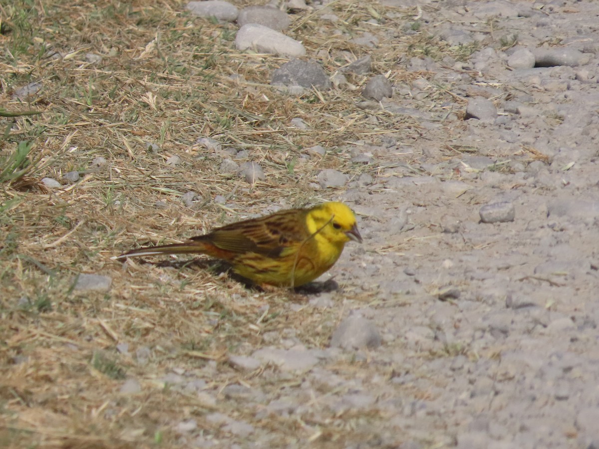 Алтан хөмрөг - ML644673169