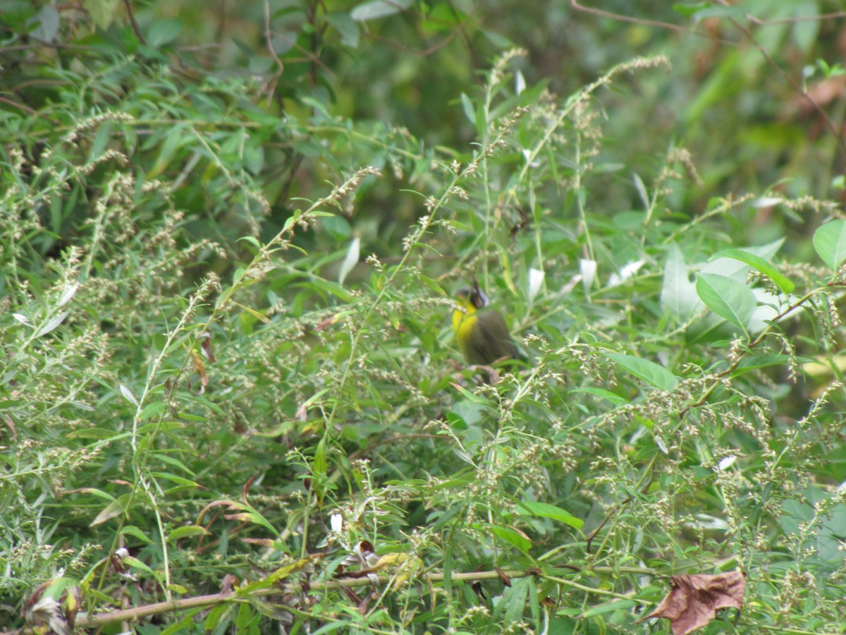 Common Yellowthroat - ML644673173