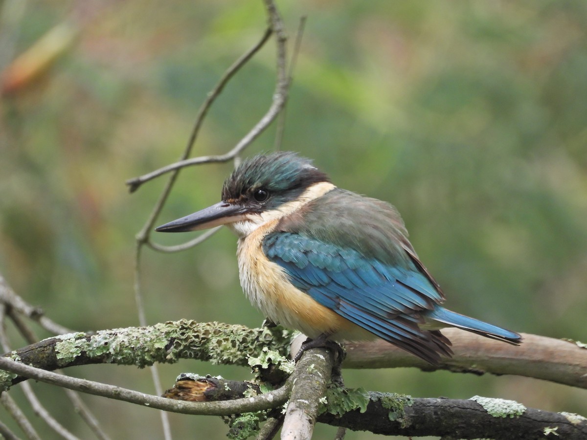Sacred Kingfisher (Australasian) - ML644673174