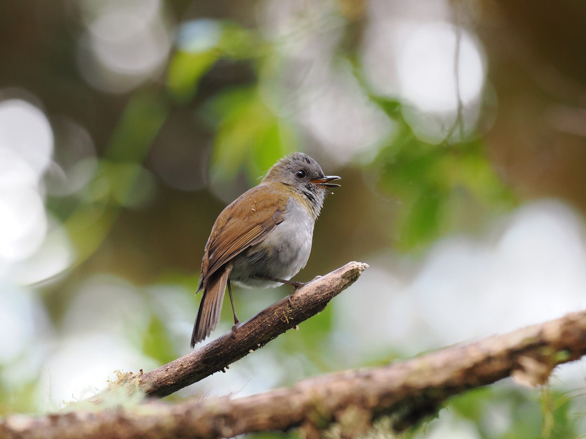 Black-billed Nightingale-Thrush - ML644673176