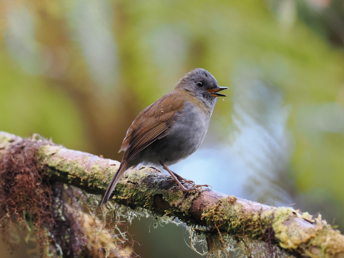 Black-billed Nightingale-Thrush - ML644673177