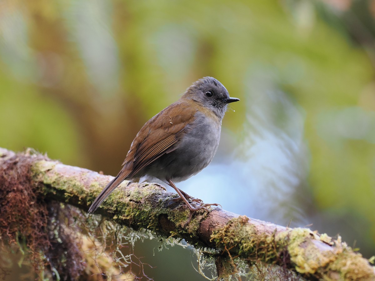 Black-billed Nightingale-Thrush - ML644673178