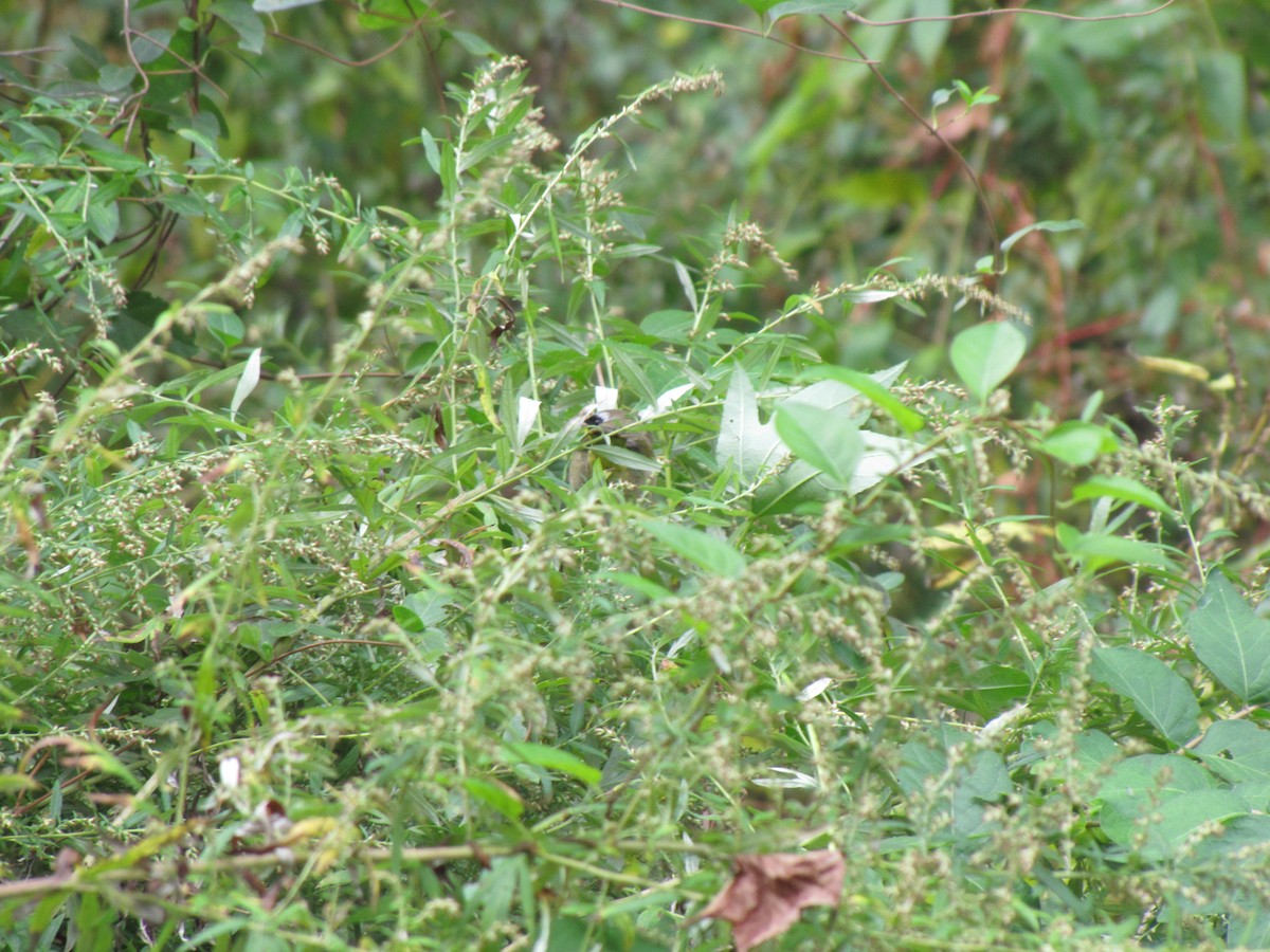 Common Yellowthroat - ML644673182