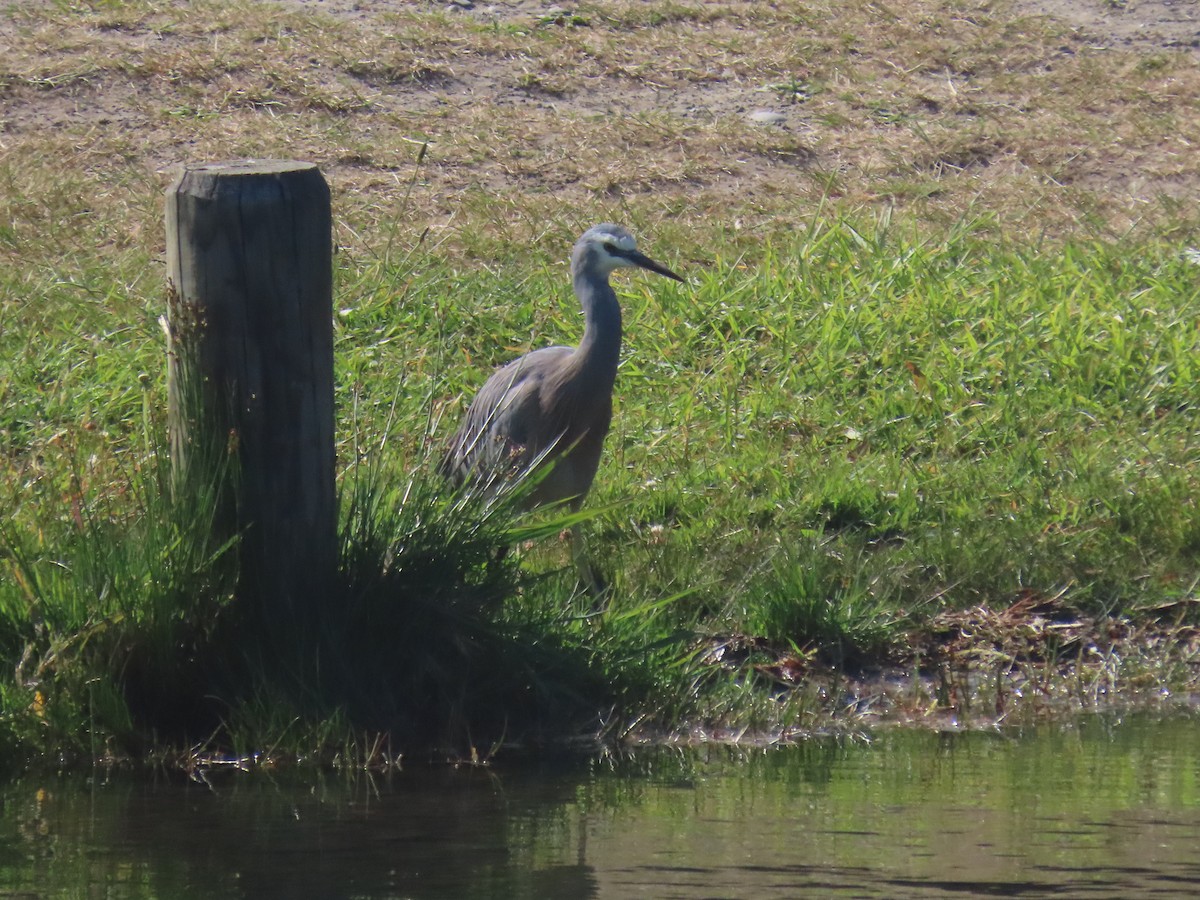 White-faced Heron - ML644673186