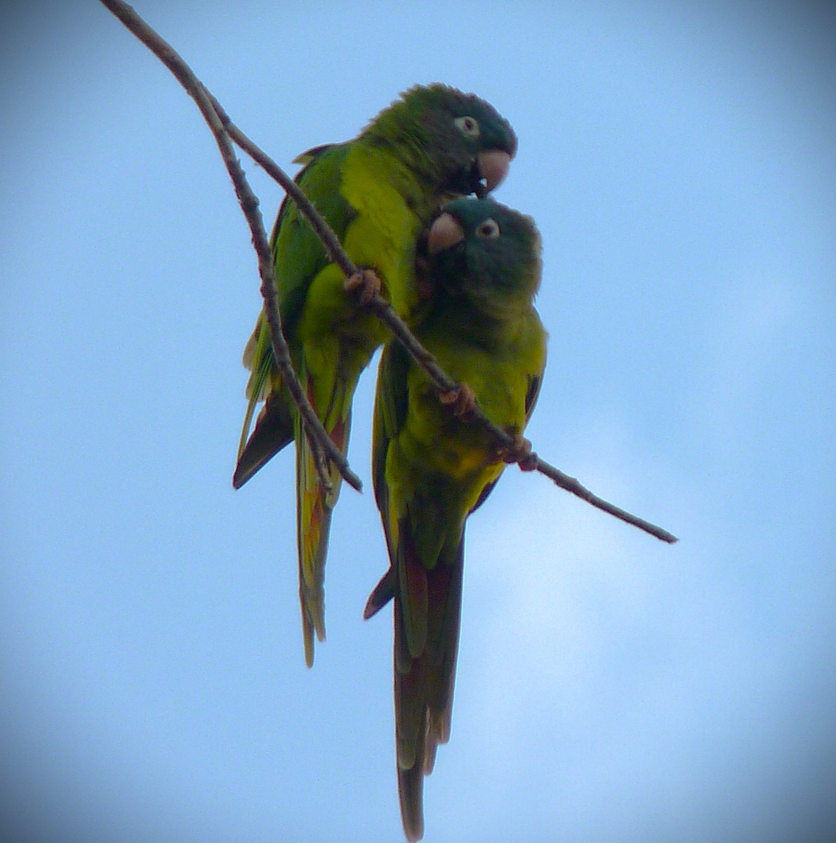 Conuro capoazzurro - ML644673187