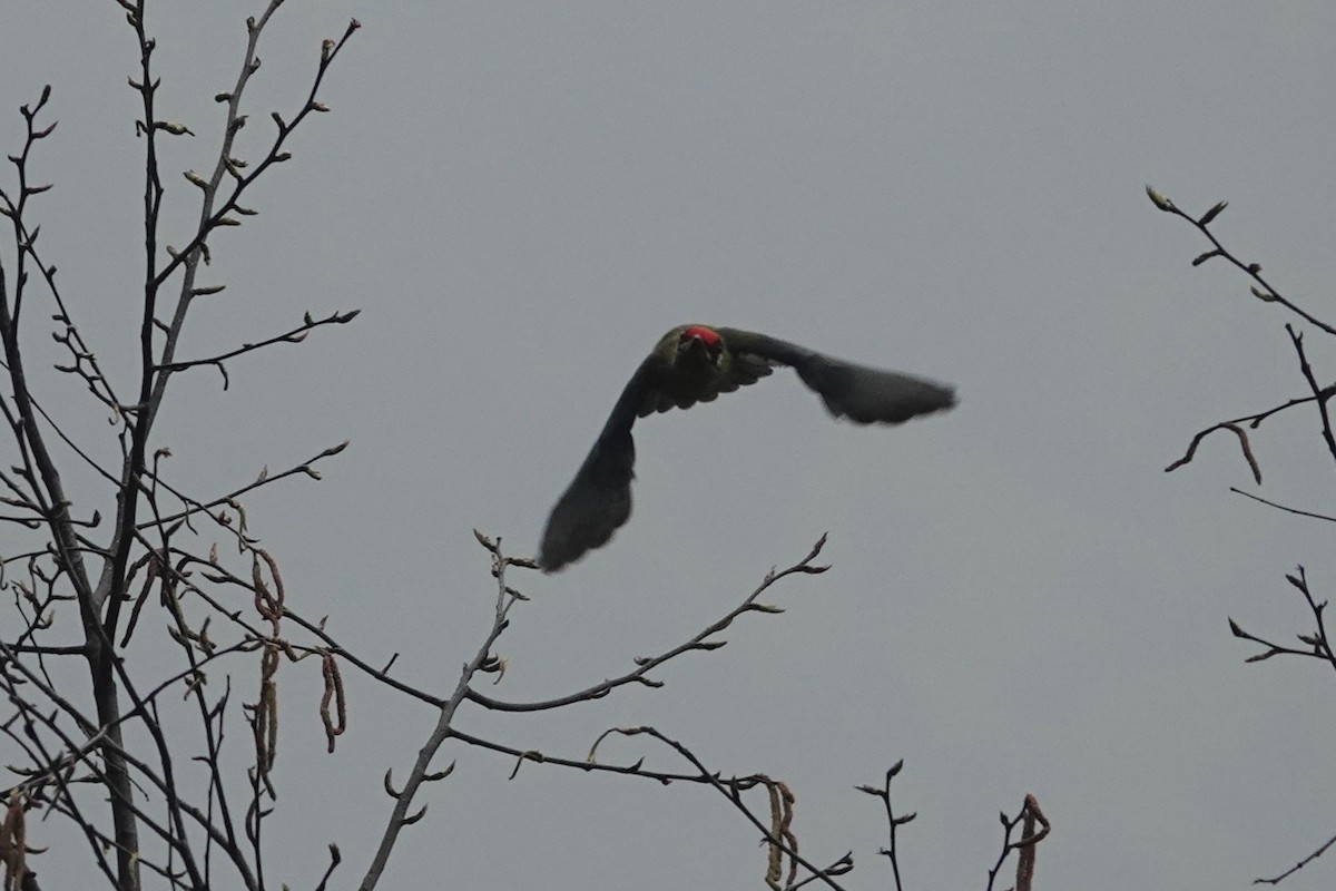 Golden-throated Barbet - ML644673189