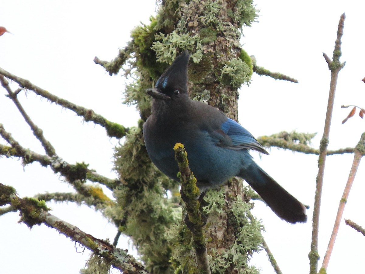 Steller's Jay - ML644673191