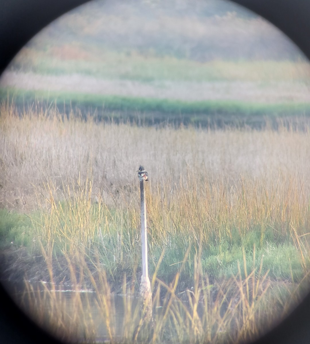 שלדג אמריקני - ML644673193