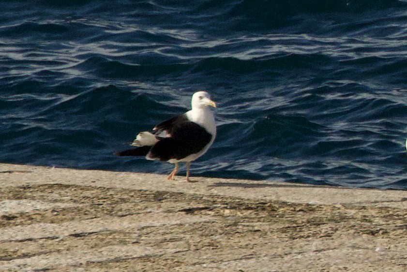 Gaviota Sombría - ML644673199