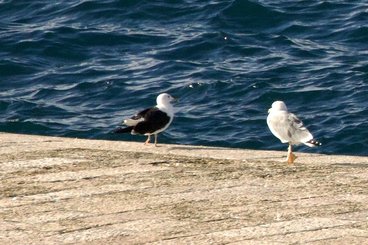 Gaviota Sombría - ML644673200