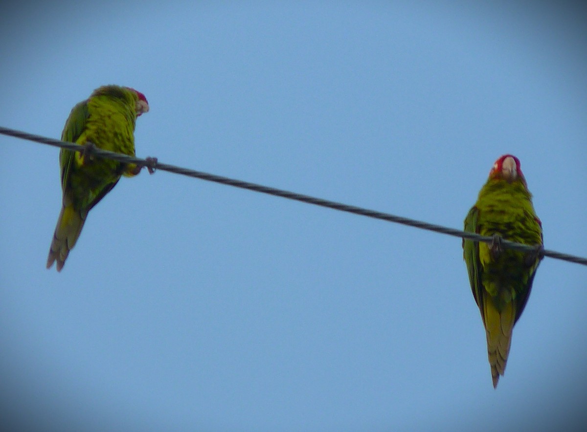 Red-masked Parakeet - ML644673201