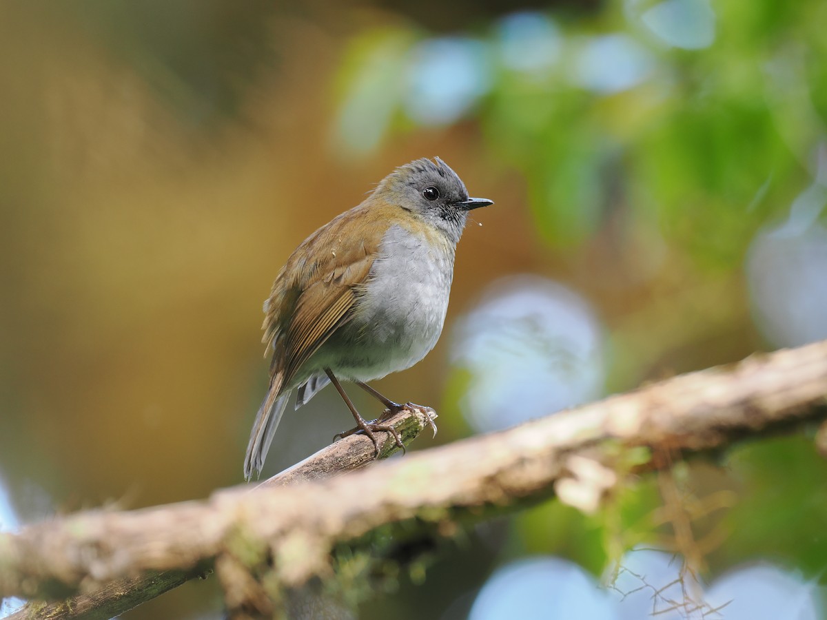 Black-billed Nightingale-Thrush - ML644673202
