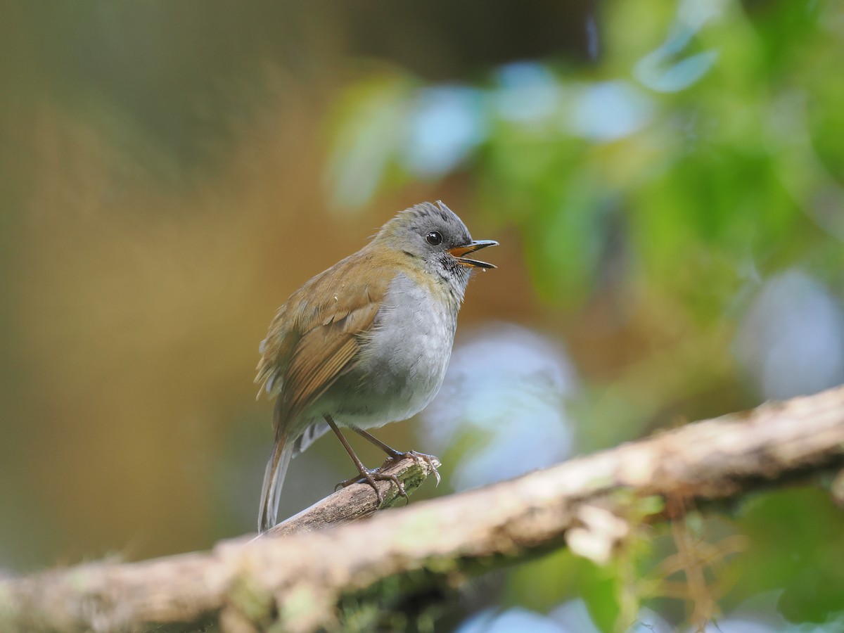 Black-billed Nightingale-Thrush - ML644673203