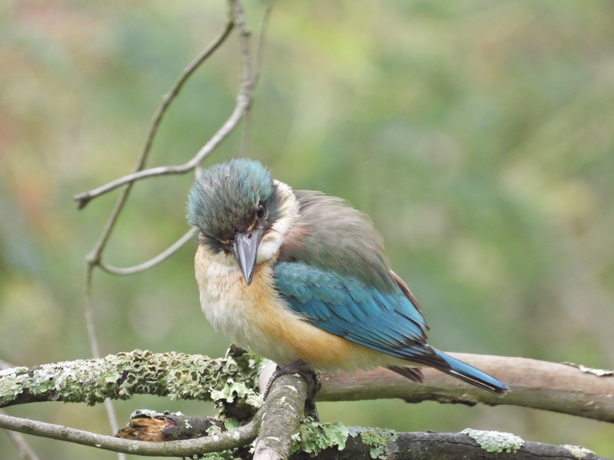 Sacred Kingfisher (Australasian) - ML644673204